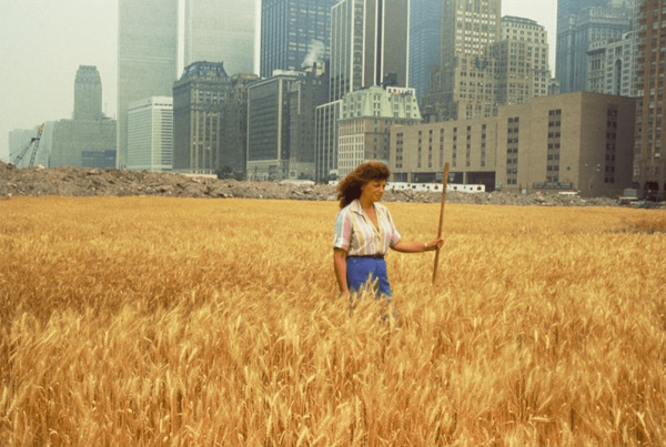 Agnes Denes dans un champ de blé à New-York